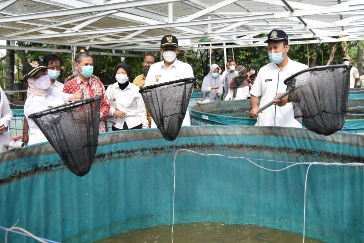 Bupati Sleman: Sistem bioflok signifikan meningkatkan produksi ikan
