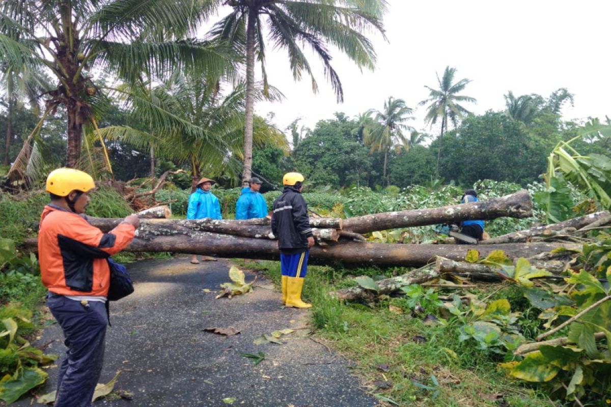 Sleman dilanda angin kencang puluhan pohon dan rumah rusak