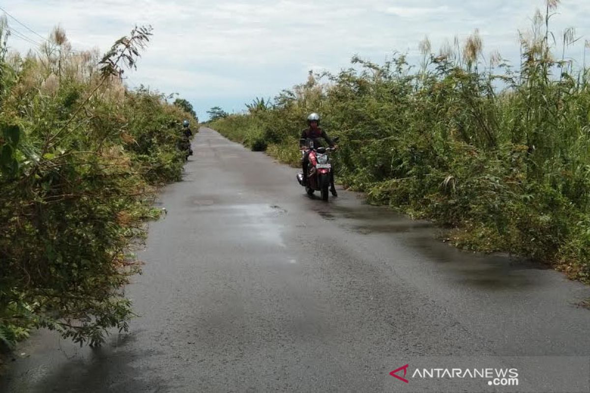 Jalan menuju pelabuhan Teluk Segintung banyak ditumbuhi tanaman liar