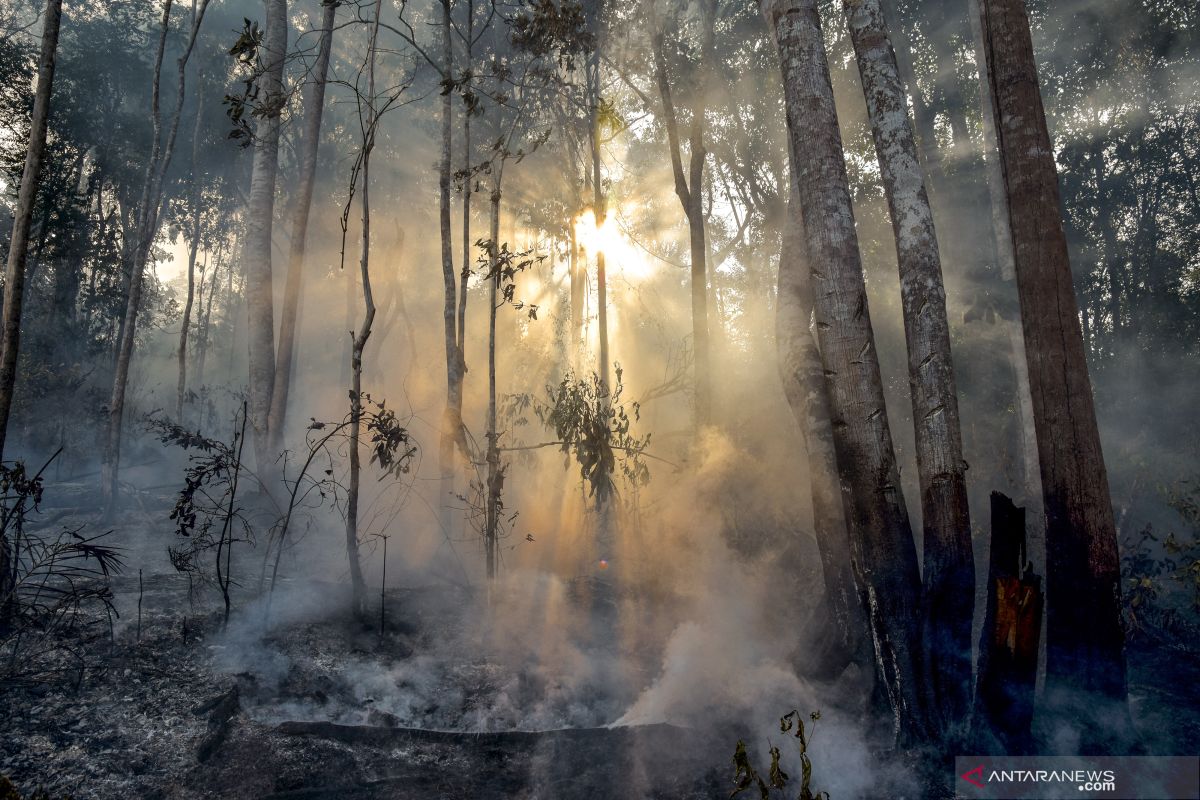 Forest, land fires down by 82% in 2020: Mahfud MD