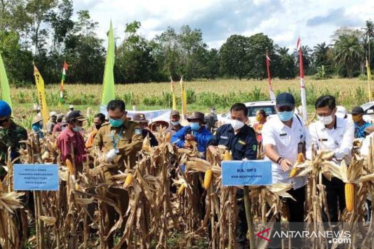 Desa Bange disiapkan jadi sentra jagung Kalbar