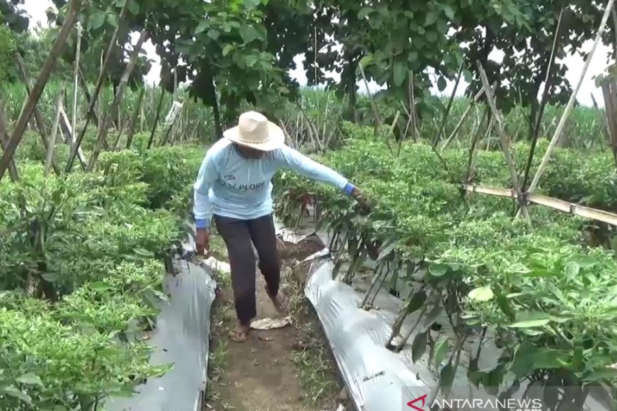 Produksi cabai di Kabupaten Madiun turun 50 persen akibat cuaca