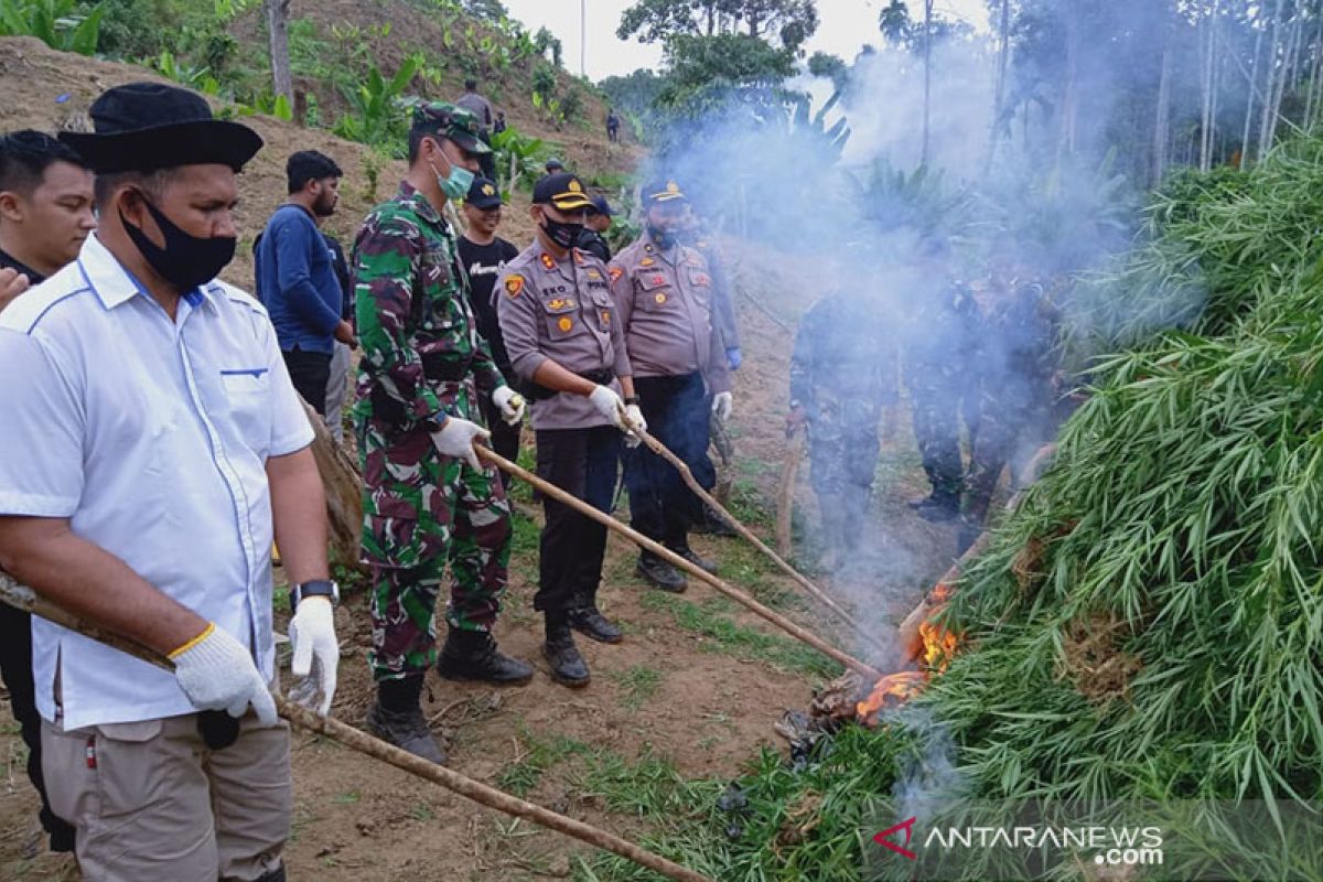 Five hectares of marijuana plantation in North Aceh destroyed