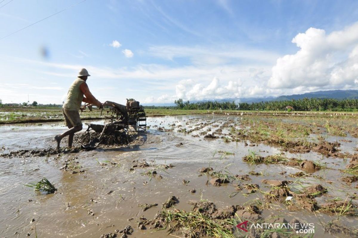 Serikat petani minta pemerintah naikkan HPP atasi penurunan NTP