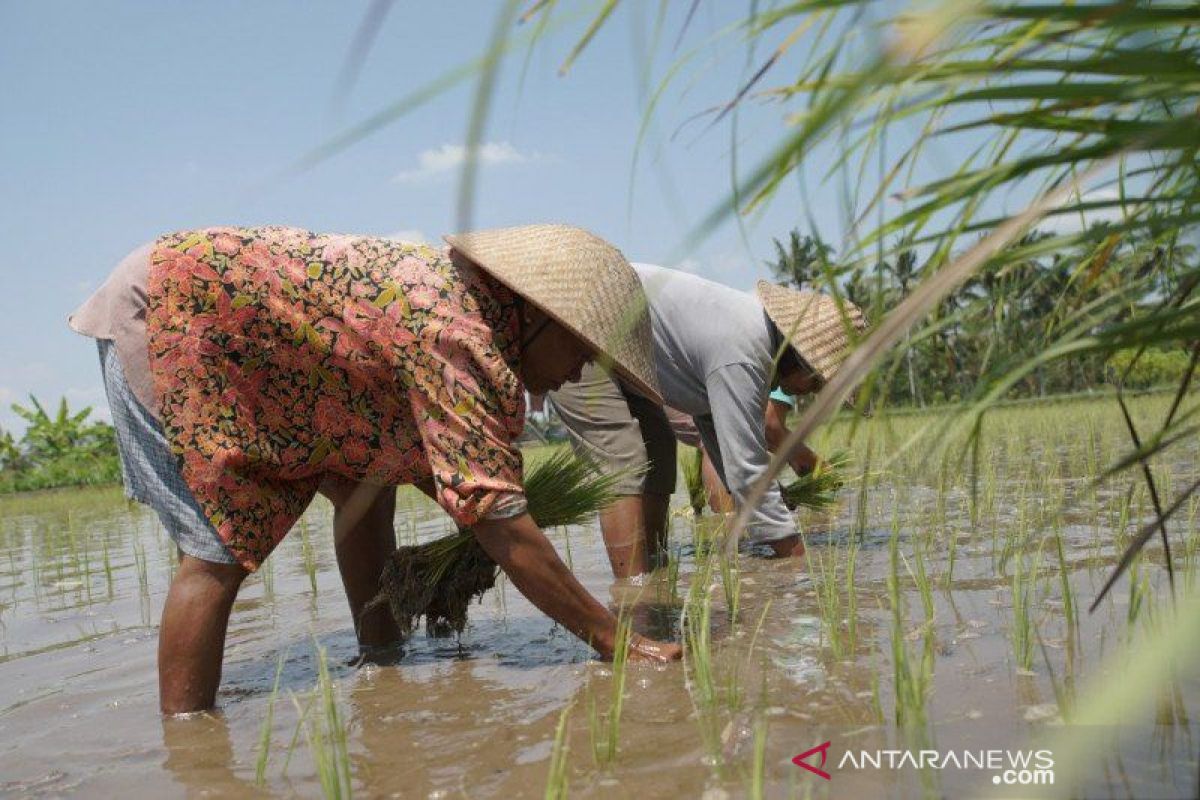 Riau siapkan 30.000 hektar lahan untuk lumbung pangan