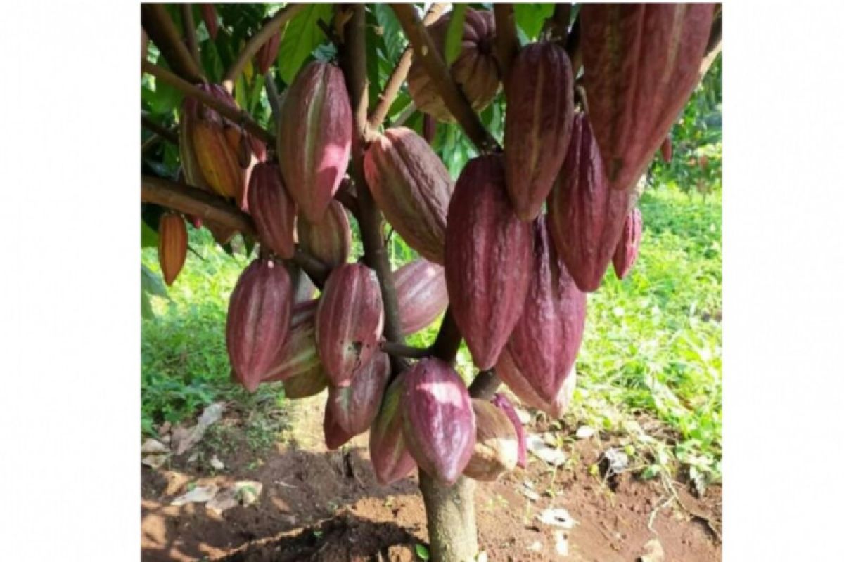 Produksi kakao Lampung Timur turun karena usia tanaman sudah tua