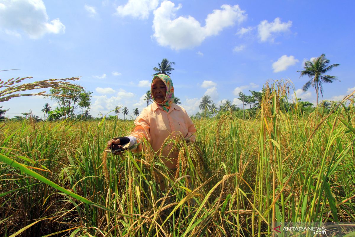 Pakar : Kesadaran asuransi pertanian di Indonesia masih minim