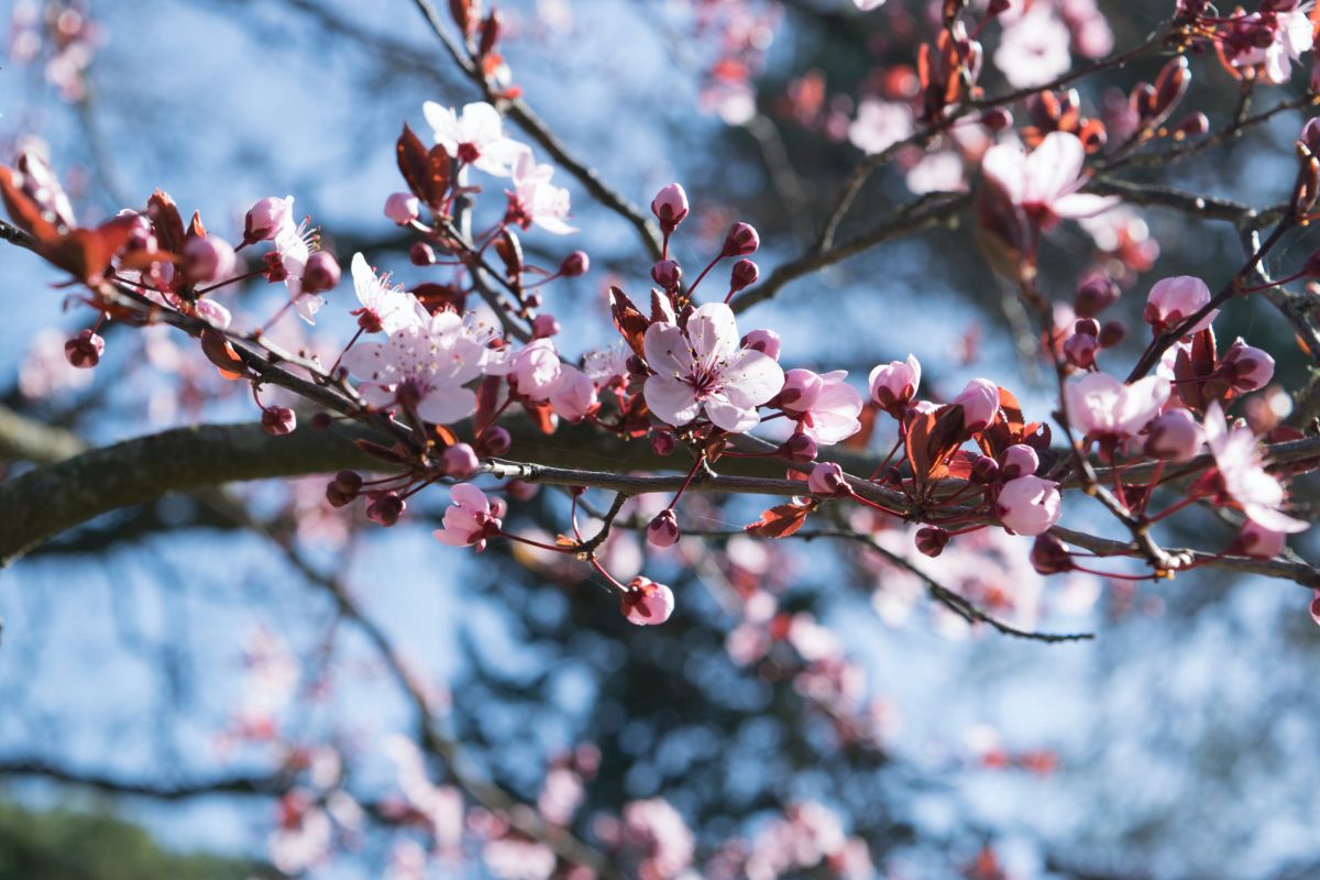 Tempat nikmati keindahan bunga sakura, dari Jepang hingga  Indonesia