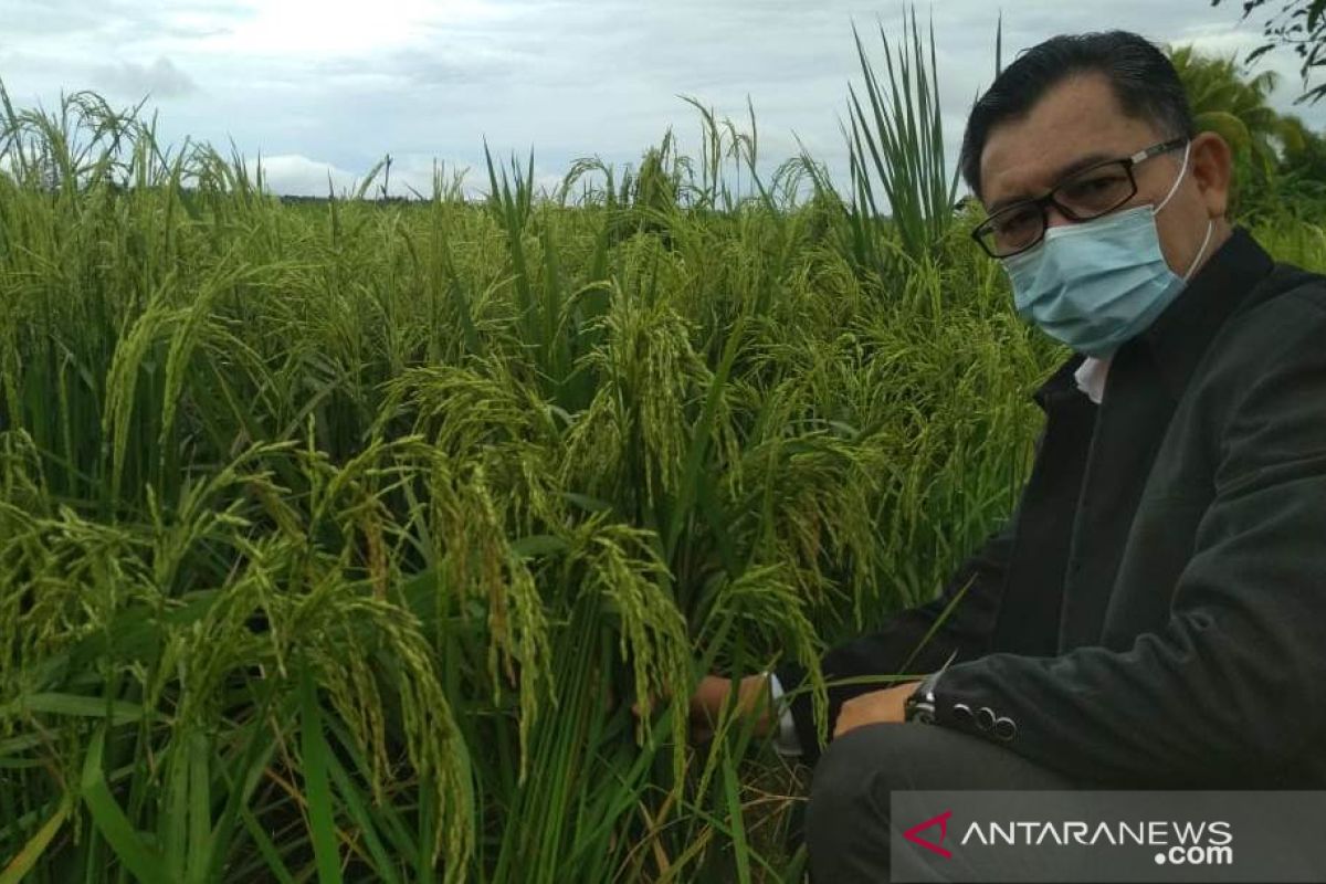 Dinas Pertanian TPH Kalbar usulkan empat kawasan food estate ke Kementan