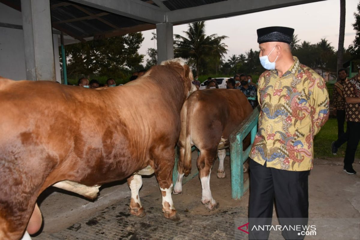 Gubernur targetkan populasi sapi di Sumbar meningkat