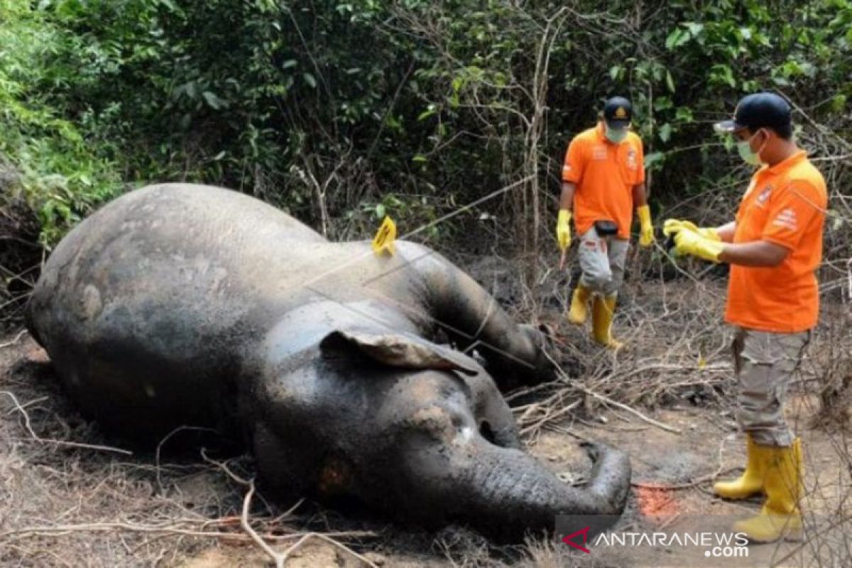 Seekor gajah liar ditemukan mati