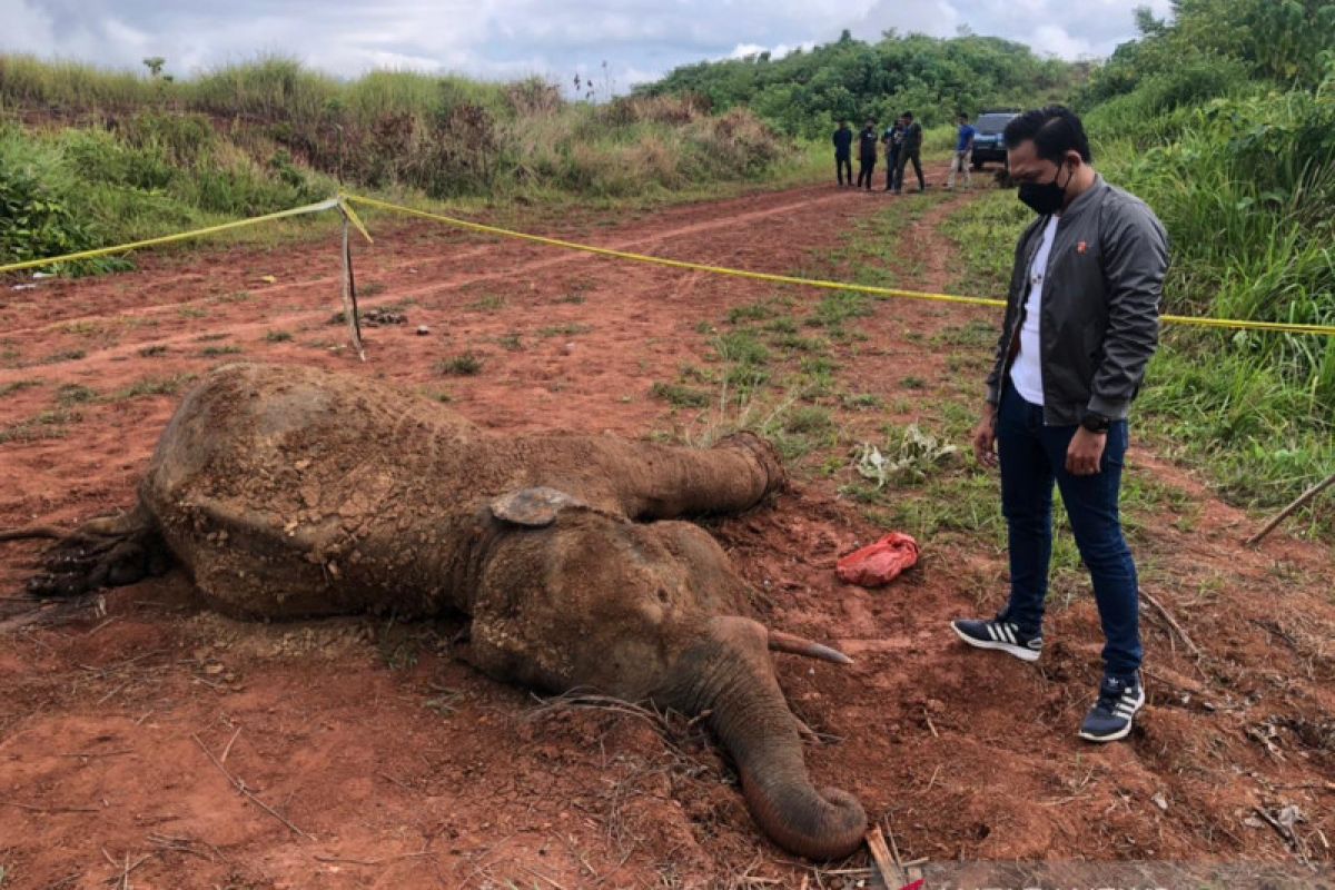 Gajah mati di Aceh Jaya ditemukan dengan jeratan di kaki