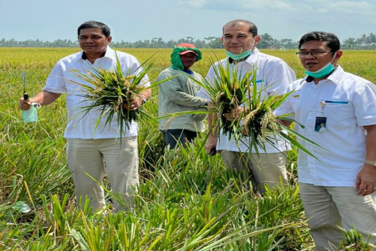 Bulog  Sumut sudah beli 4.800 ton beras petani