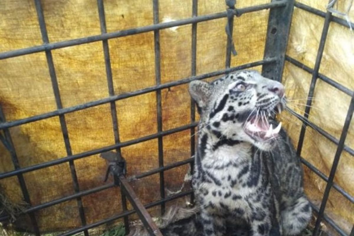 Macan Dahan pemangsa kambing warga di Limapuluh Kota berhasil ditangkap