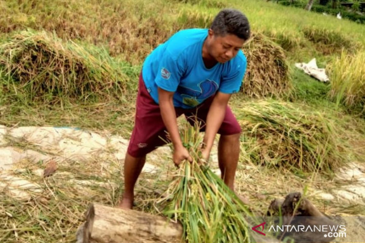 HKTI Jember tolak kebijakan pemerintah untuk impor beras