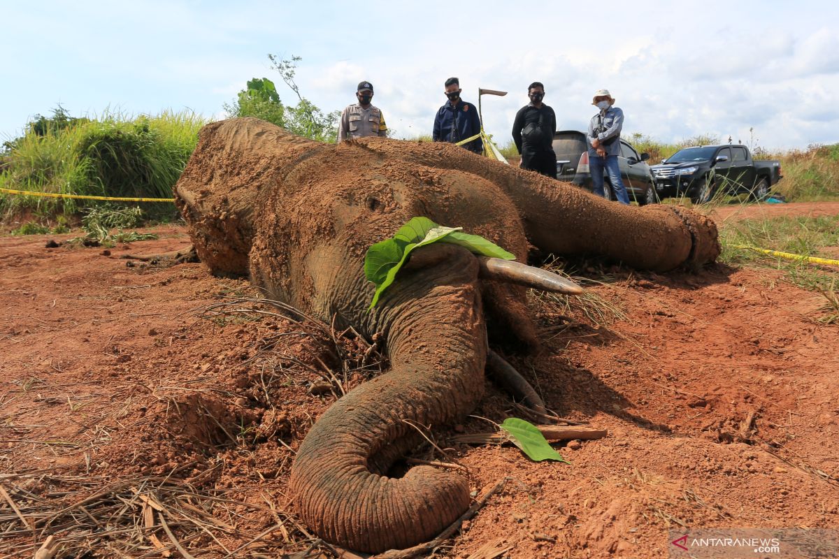 Infeksi bekas jeratan di kaki penyebab kematian gajah di Aceh Jaya