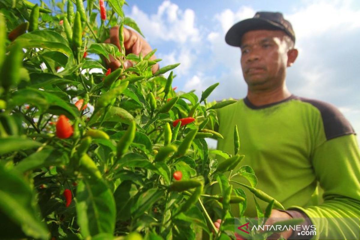 Spicy food lovers, try spiciest bird's eye Hiyung chili