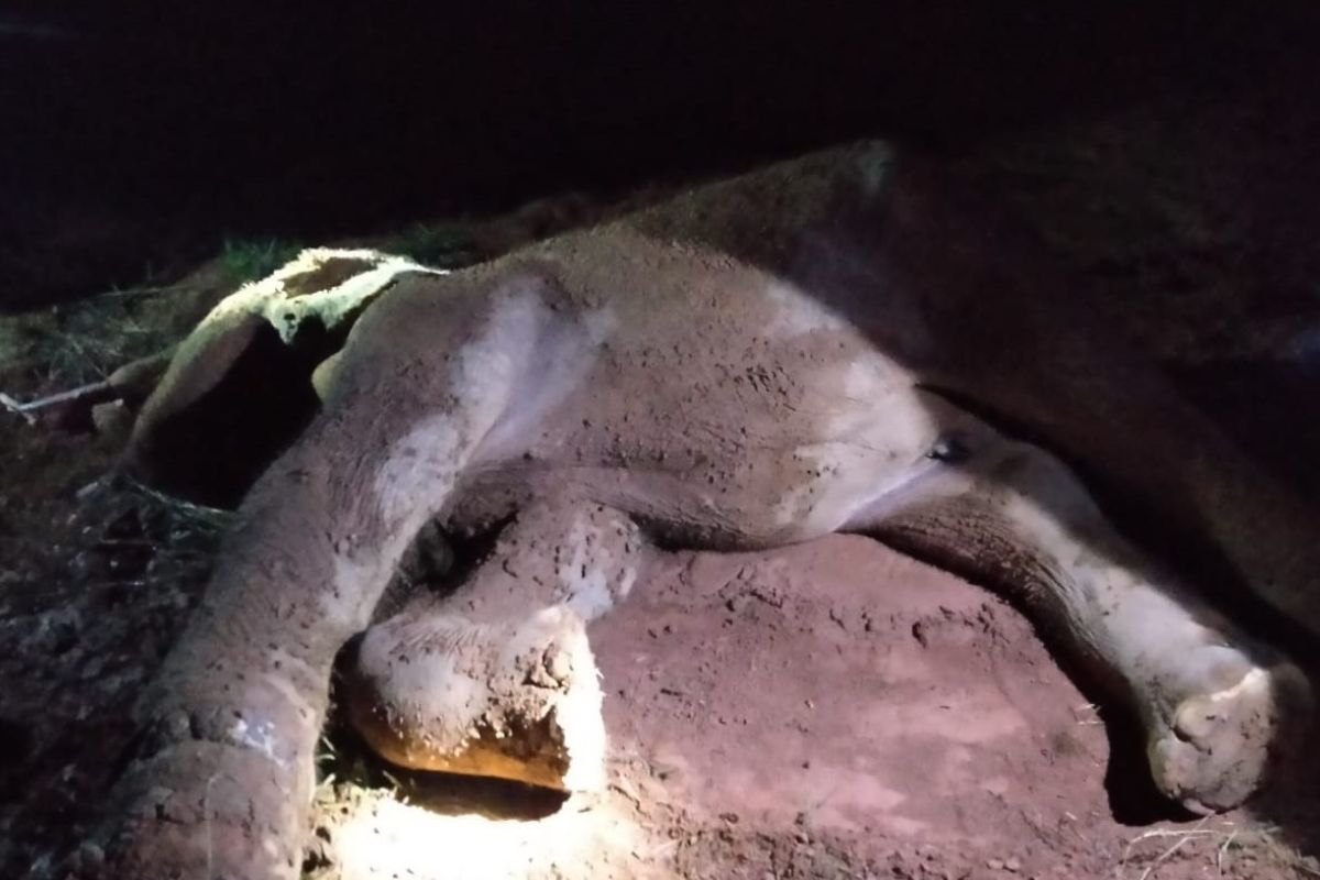 Seekor gajah jantan kembali ditemukan mati di Aceh Jaya