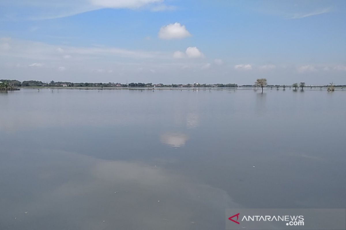 Puluhan hektare sawah di Kabupaten Kudus masih tergenang banjir