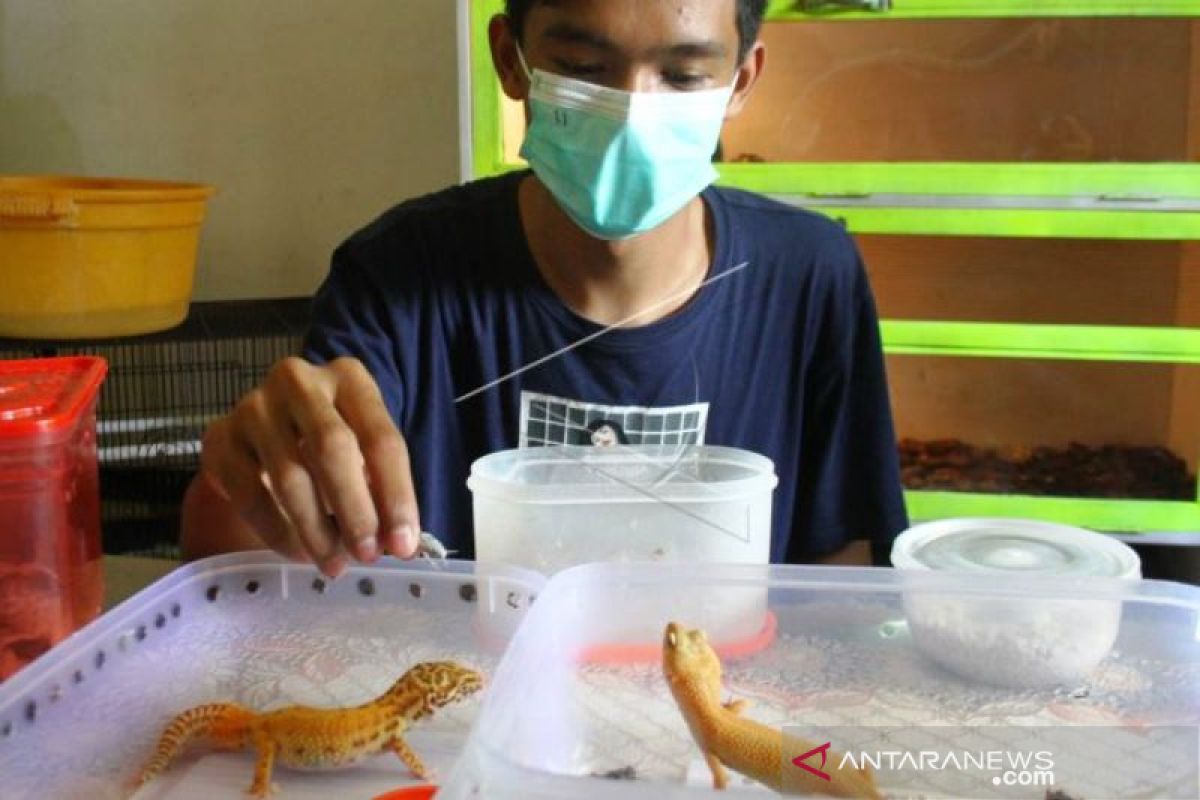 Wirausahawan Gecko Manfaatkan Pemasaran Digital