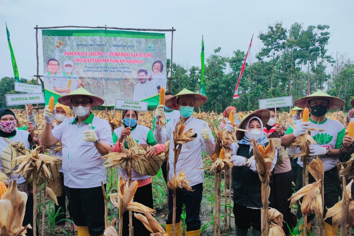 Perhutani-HKTI  panen raya jagung di Tuban
