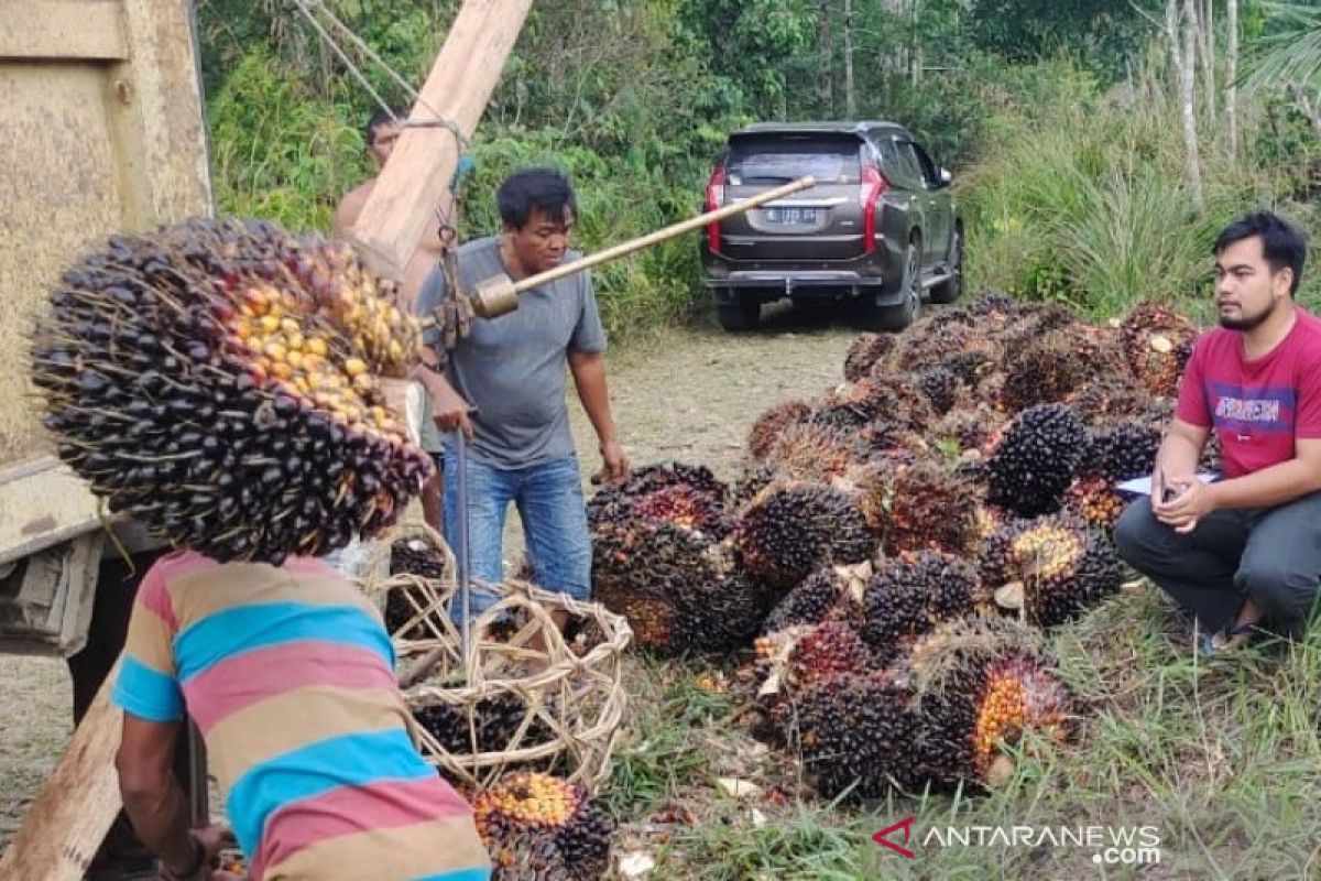 Selain Kopi, Sipirok ternyata subur tanaman sawit