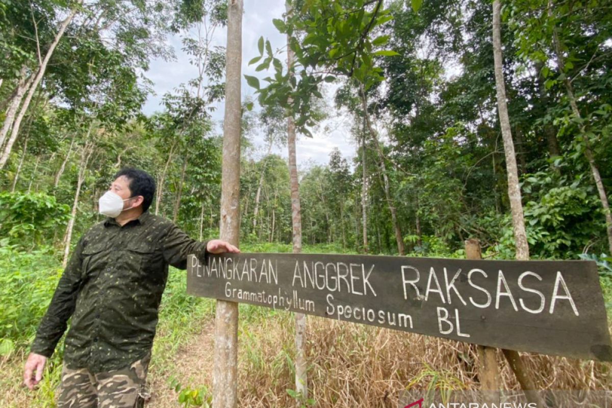 Berjuang melestarikan dan melawan kepunahan anggrek Meratus