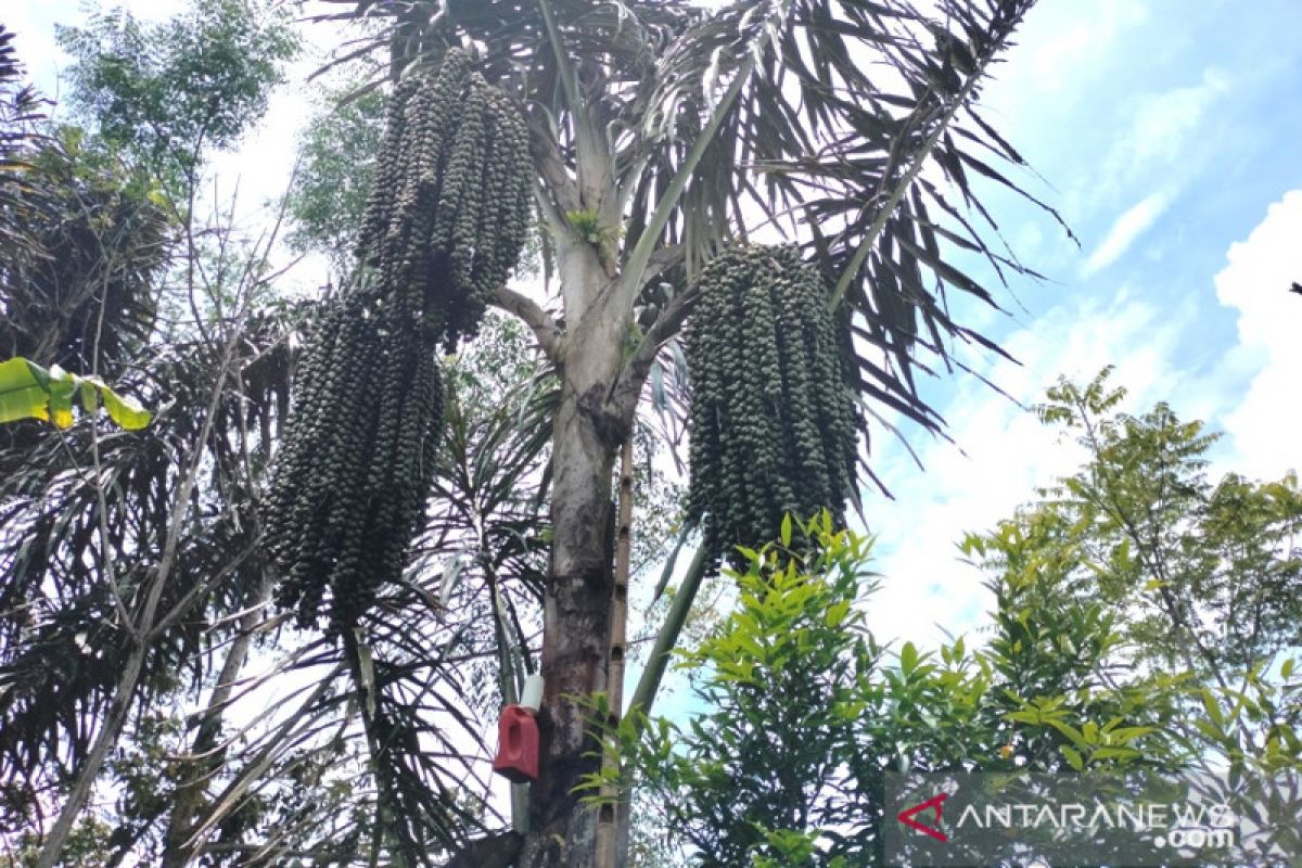 Distankan Rejang Lebong minta perajin gula aren tidak gunakan deterjen