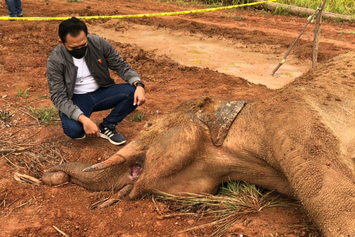 BKSDA: Infeksi bekas jeratan penyebab gajah mati di Aceh Jaya