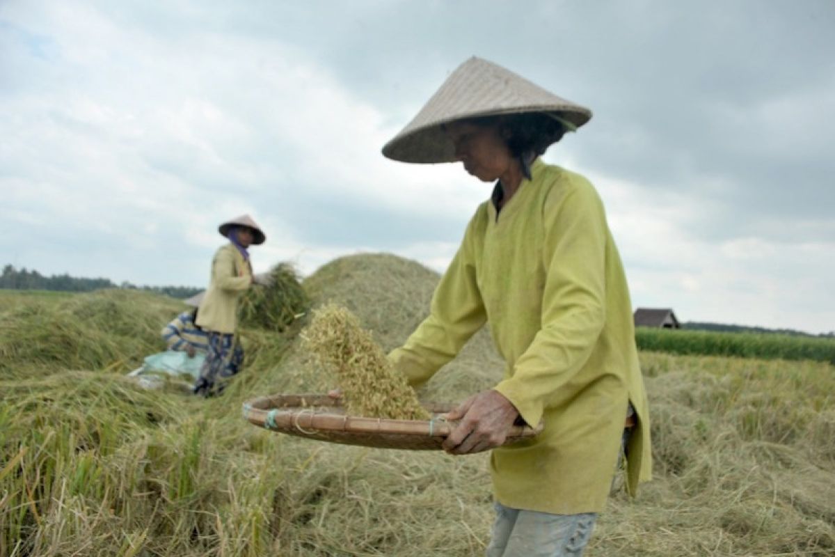 Sumatera Selatan dorong peningkatan intensitas pertanaman padi