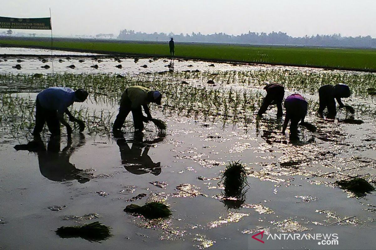 Masa tanam padi di Karawang tertunda karena banyak sawah yang terendam banjir