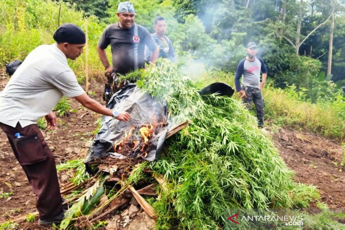 Polisi musnahkan tiga hektare lahan ganja di Beutong Ateuh Nagan Raya