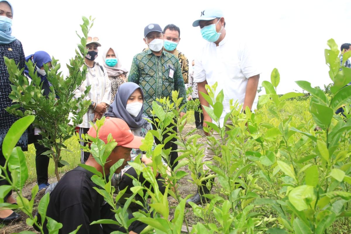 Bupati Ipuk berikan bantuan aneka bibit hortikultura ke kelompok tani di Banyuwangi