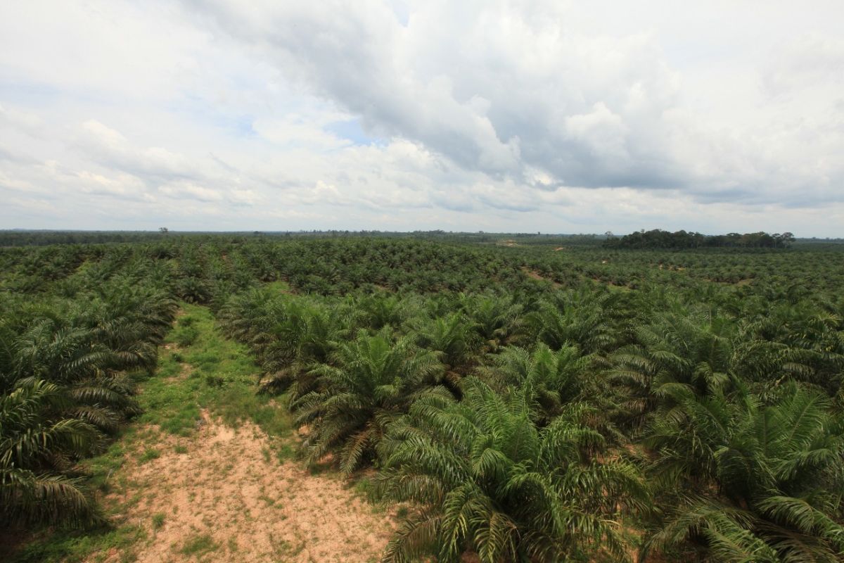 Sawindo Cemerlang  realisasikan kebun sawit rakyat 1.362 hektar