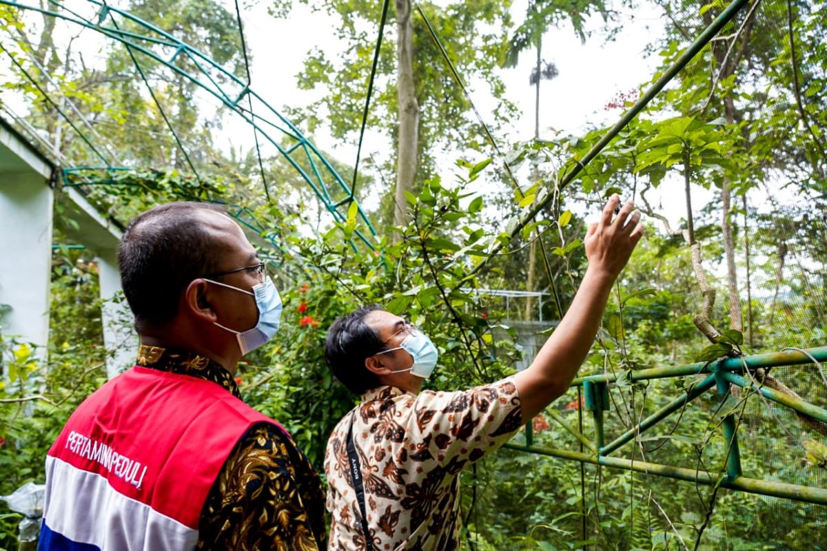 Pertamina dukung program konservasi kupu-kupu langka di Lampung