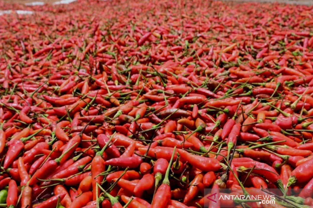 Hiyung bird's eye chili price soars to IDR130,000/kg