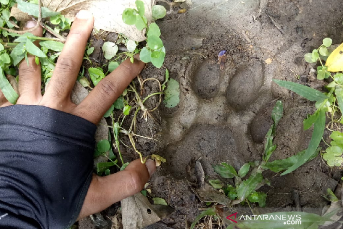 Tiga kerbau warga Agam dimangsa harimau, satu mati