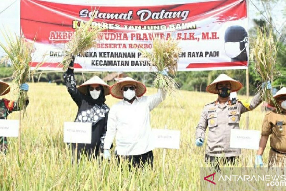 Wali Kota bersama Forkopimda Tanjungbalai panen padi 'Kampung Tangguh'