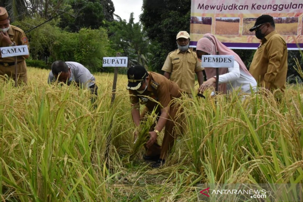 Bupati Gorontalo Utara panen raya padi ladang 