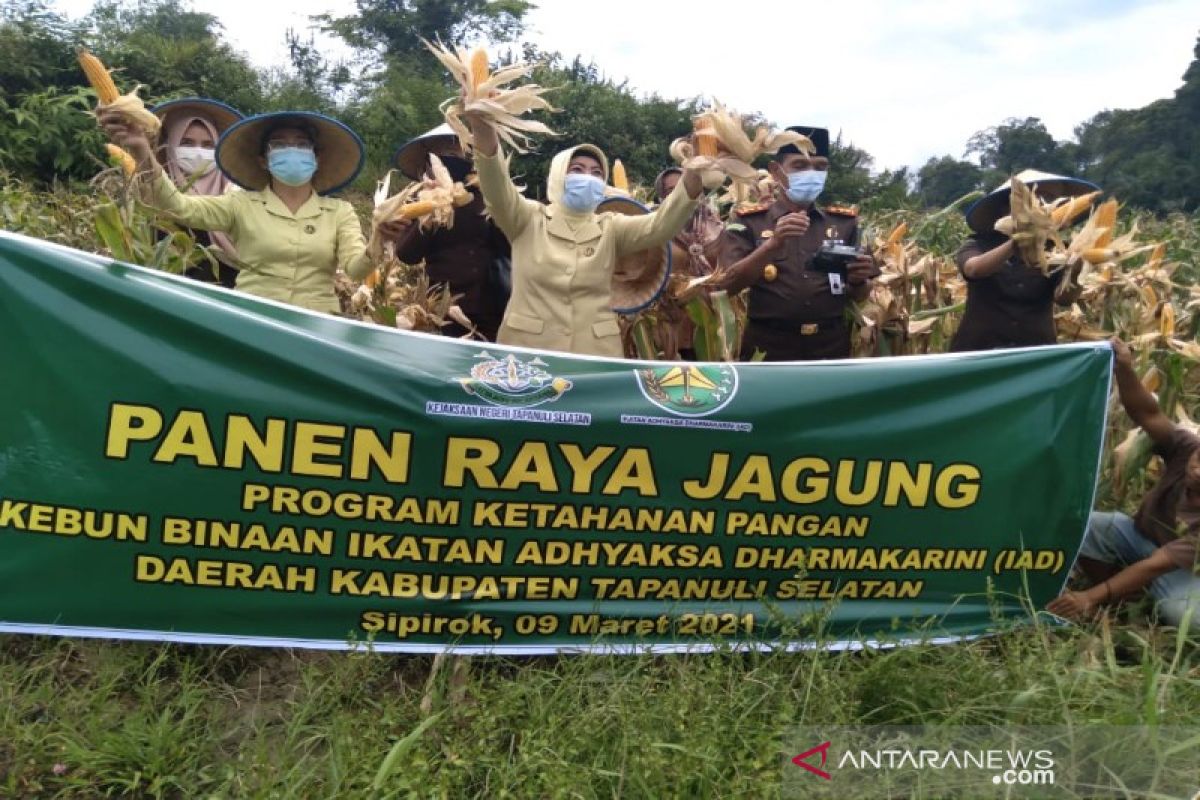 Kejari Tapsel panen raya jagung binaan IAD