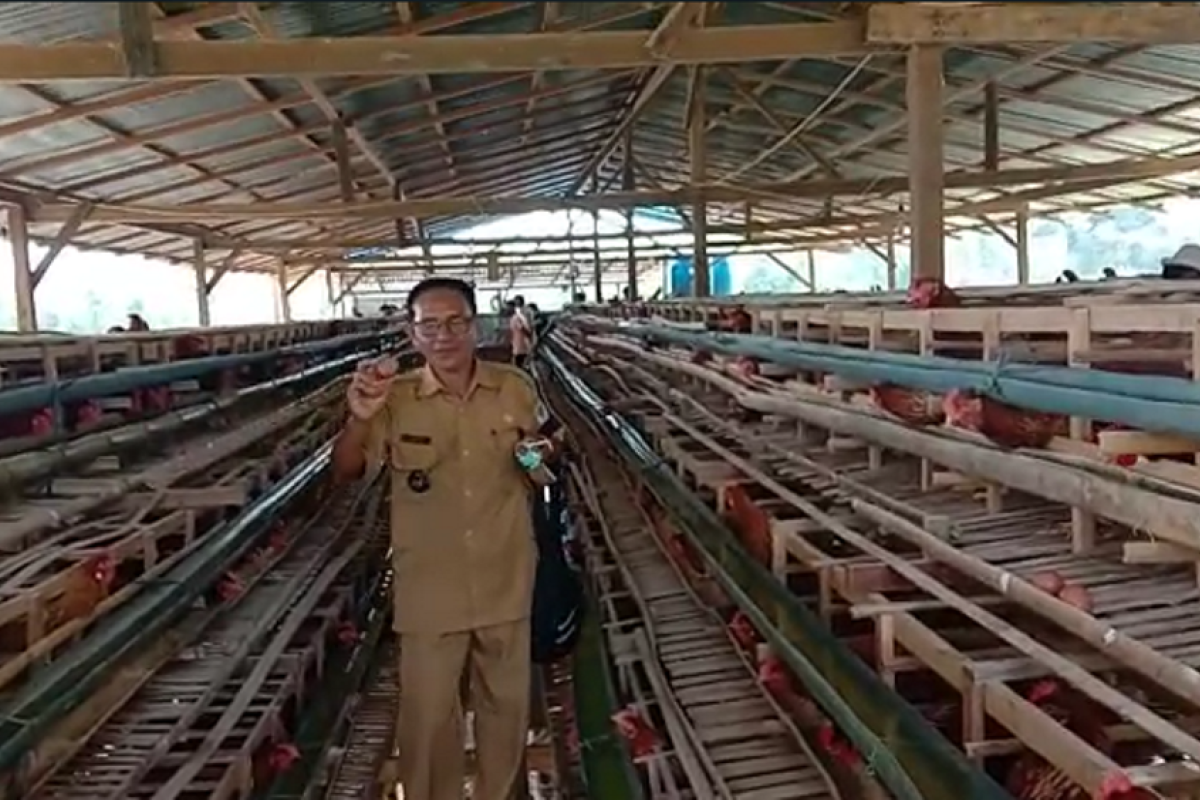 Telur ayam BUMDes Semarak Piasak Hulu hasilkan Rp45 juta perbulan