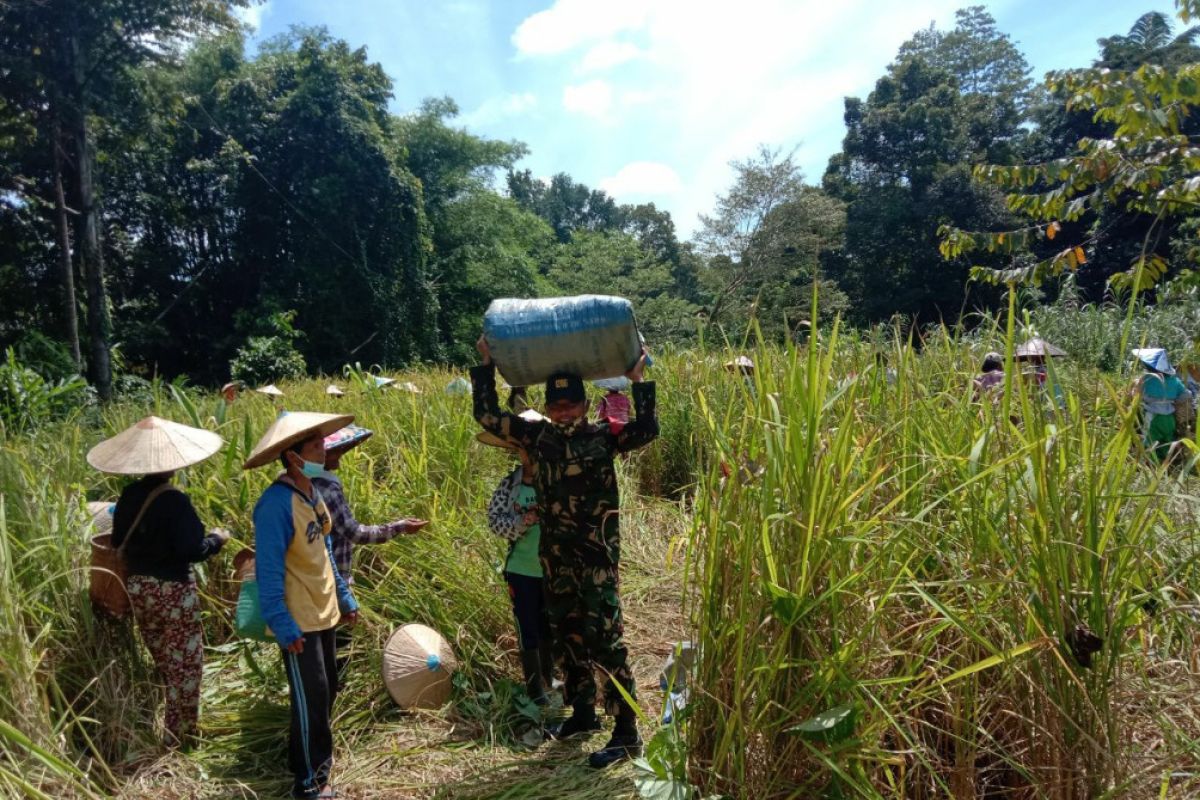 Anggota Satgas TMMD ke-110 Kodim 1206/Pts bantu warga panen Padi