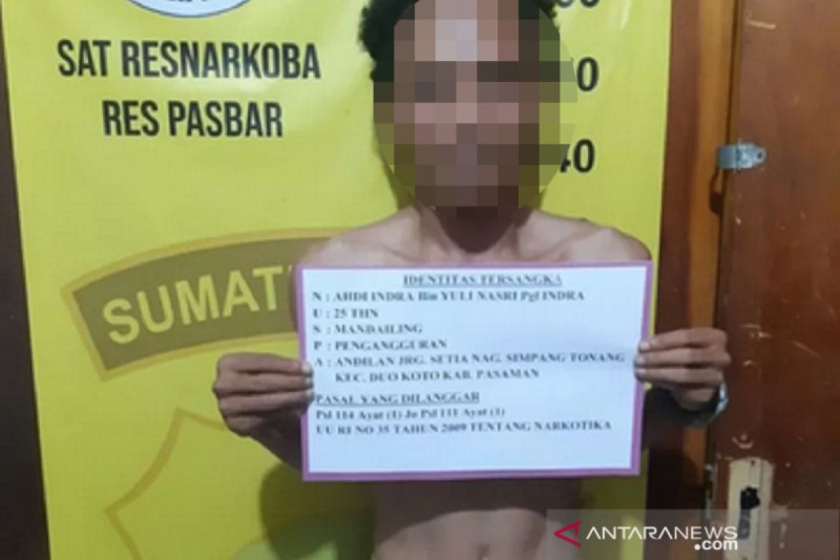 Dari laporan masyarakat, polisi tangkap pengedar ganja di Talamau