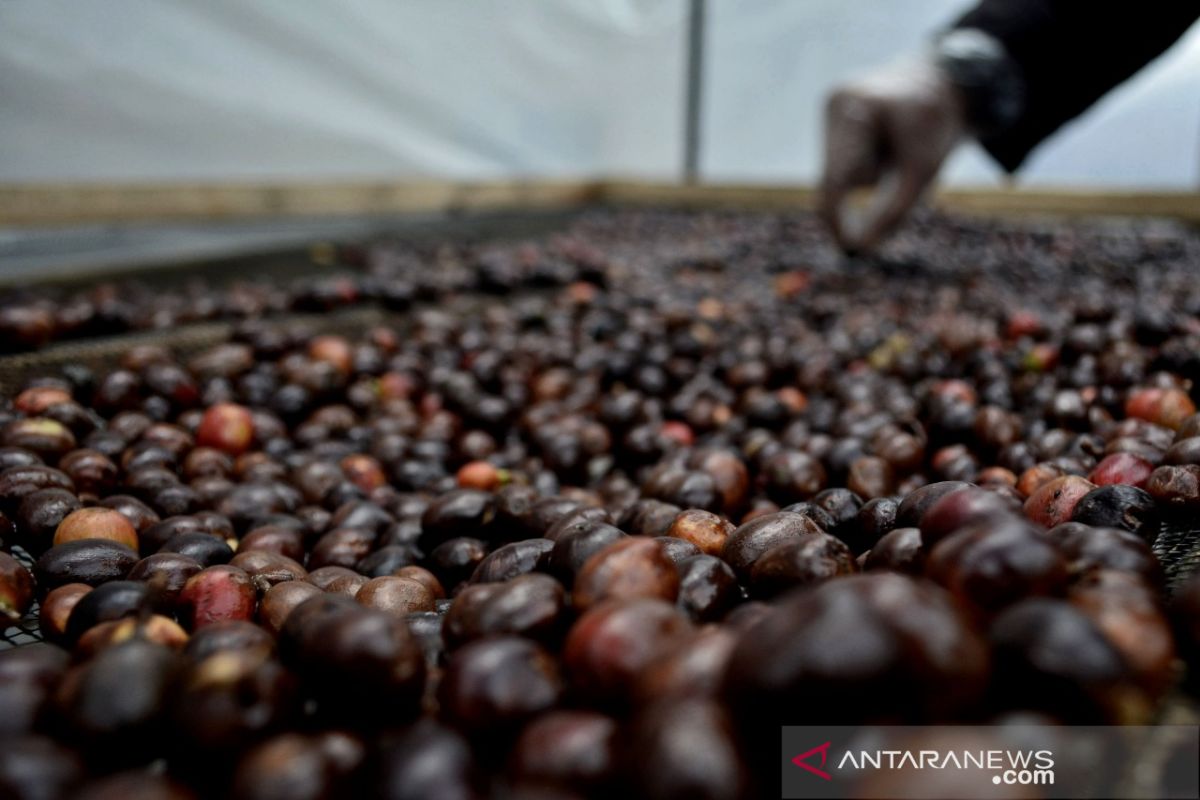 Terkendala aturan COVID-19, ekspor 145 ton kopi Garut tertunda