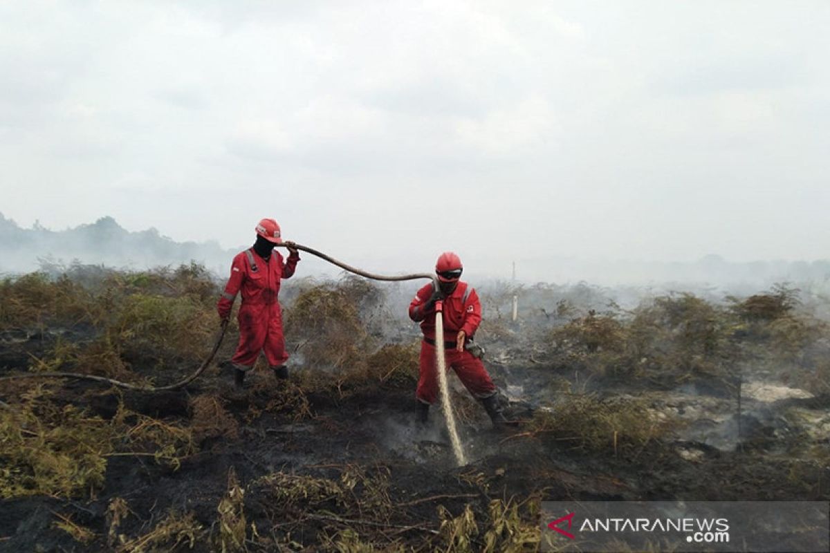 Lahan gambut Rimbo Panjang-Riau terbakar, tim berjibaku memadamkan