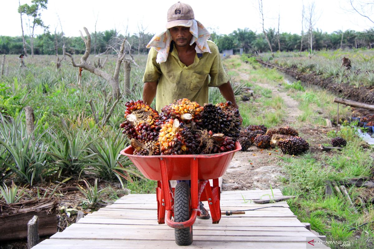 Harga CPO Jambi naik Rp97 per kilogram menjadi Rp9.635