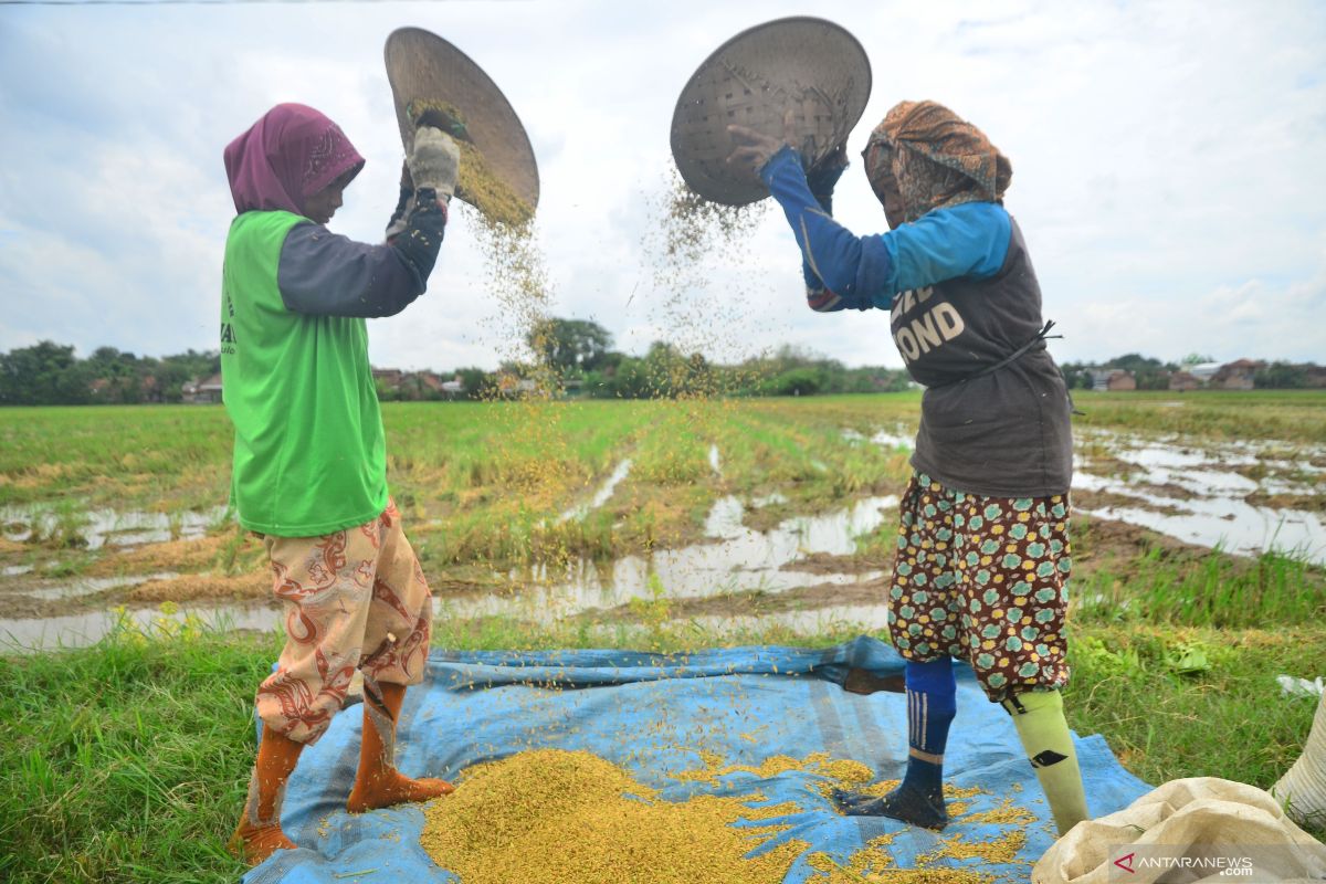 Komisi IV DPR  tolak kebijakan impor beras, prioritaskan produksi lokal