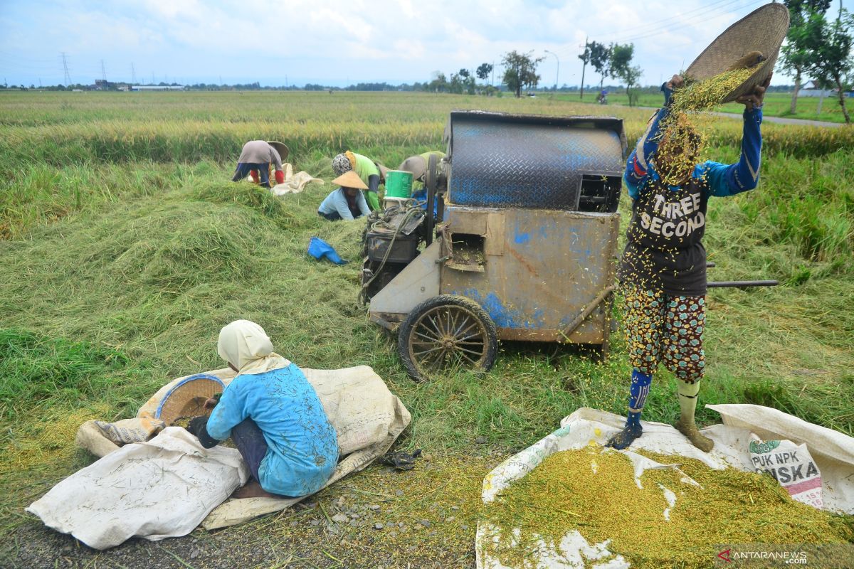 Bulog to prioritize absorbing domestically produced rice over imports