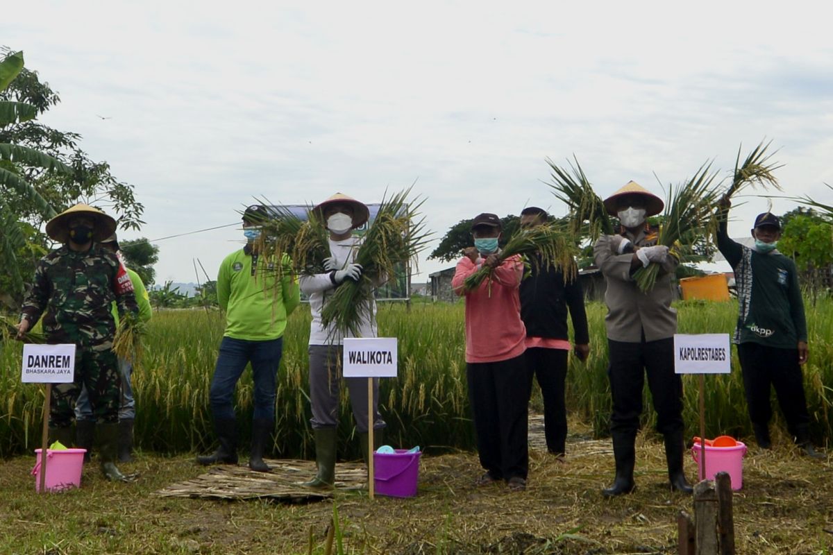 Wali Kota Eri Cahyadi panen raya padi di Pakal Surabaya