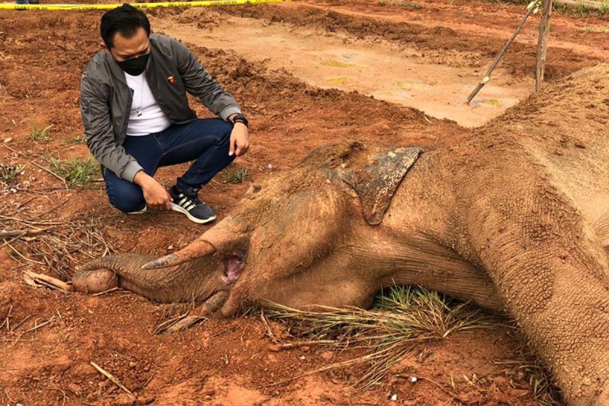 Komisi II DPRA minta Pemerintah Aceh cari solusi konflik gajah